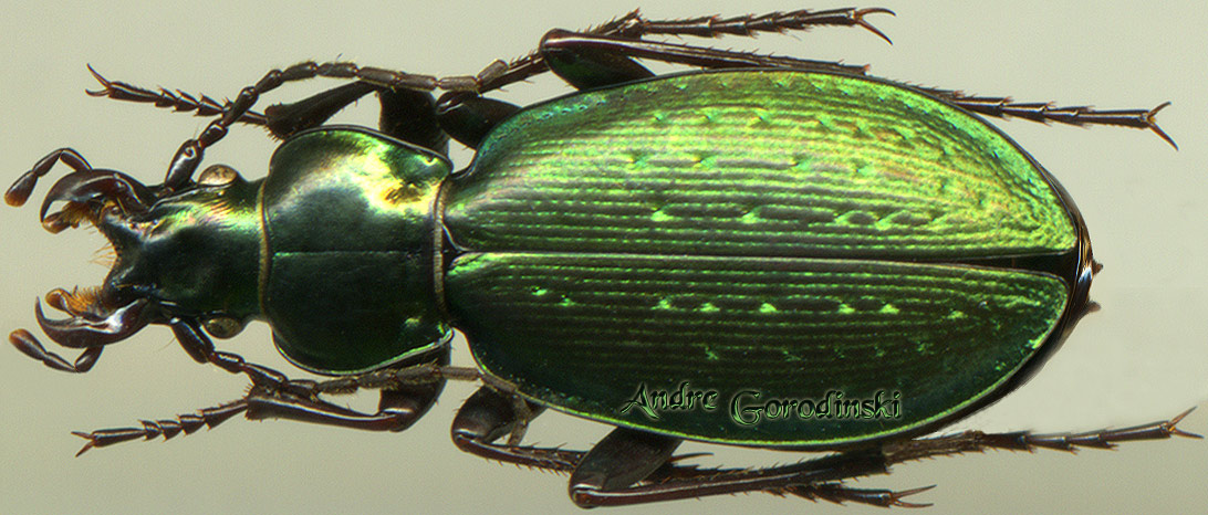 http://www.gorodinski.ru/carabus/Microplectes riedeli.jpg